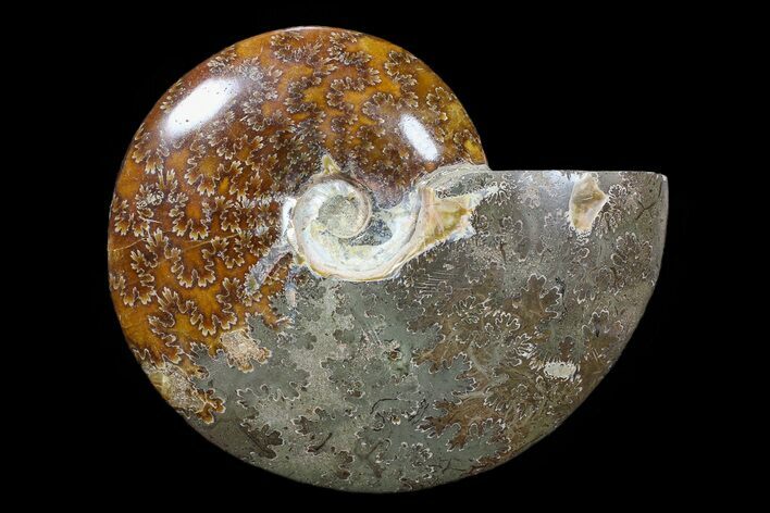 Bargain, Polished, Ammonite Fossil - Madagascar #89626
